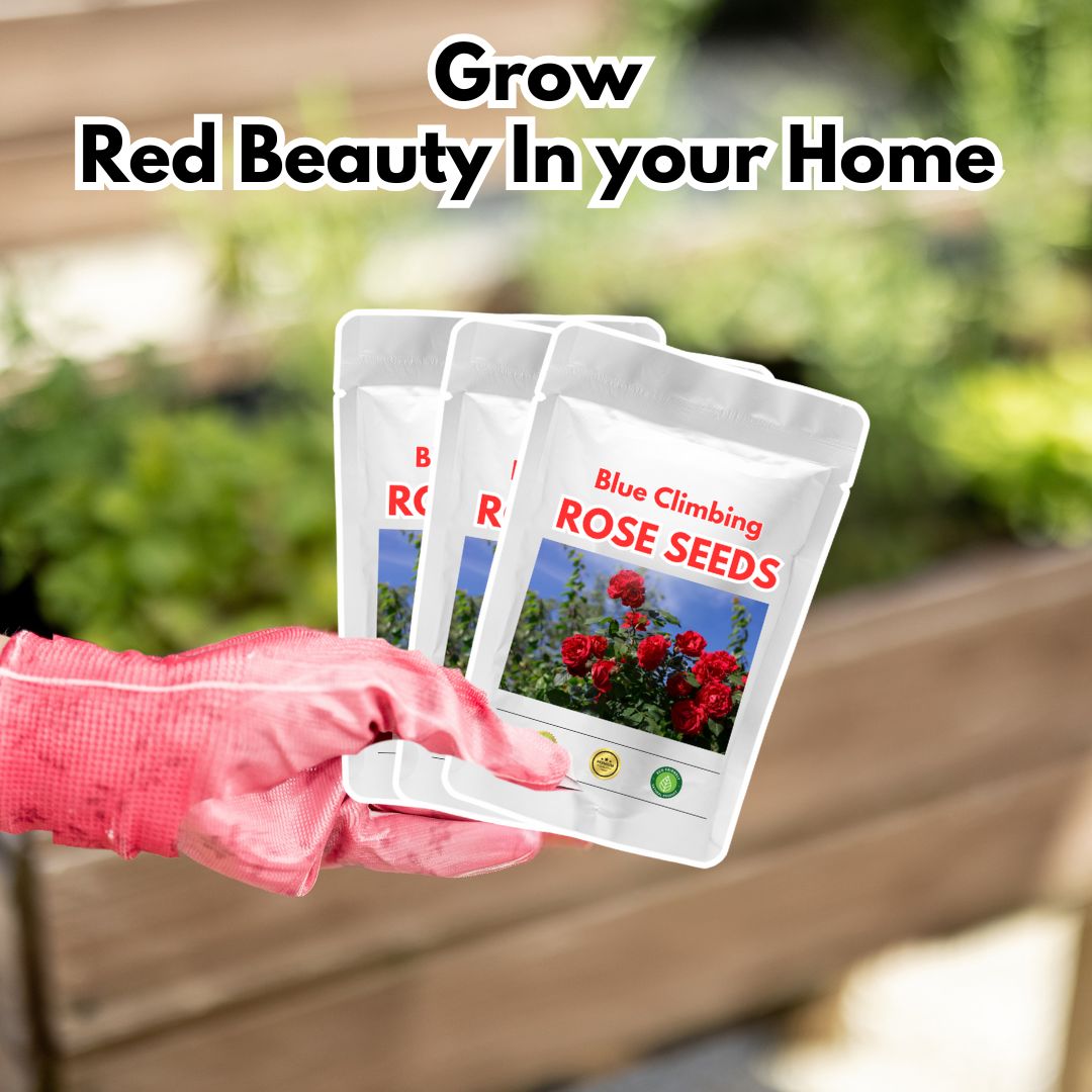 Elegant Climbing Rose Flower Seeds (Buy 1 Get1 Free)