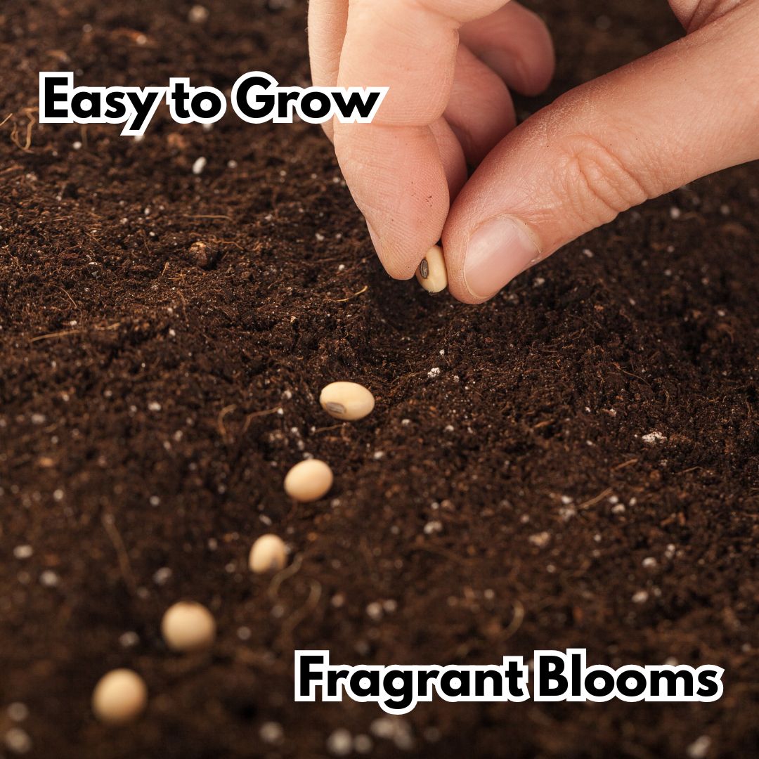 Elegant Climbing Rose Flower Seeds (Buy 1 Get1 Free)