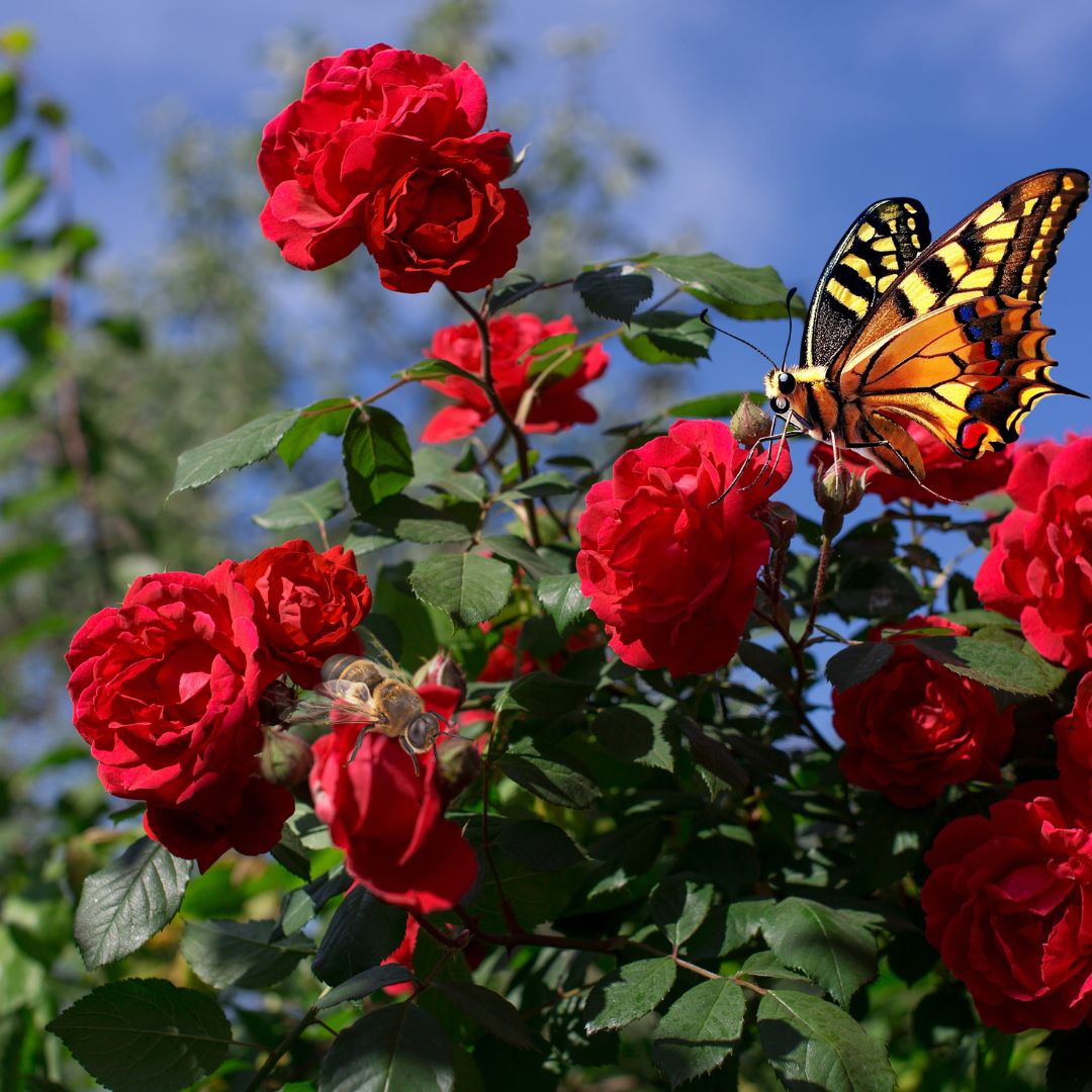 Elegant Climbing Rose Flower Seeds (Buy 1 Get1 Free)