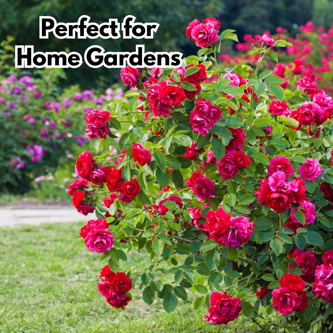 Elegant Climbing Rose Flower Seeds (Buy 1 Get1 Free)